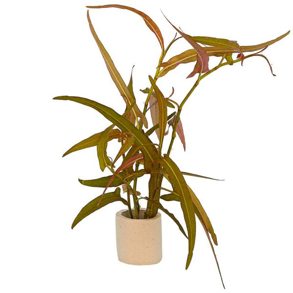 PERSICARIA PRAETEMISSA RUBY