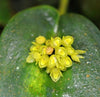 ORQUÍDEA PLEUROTHALLIS BUTHROS