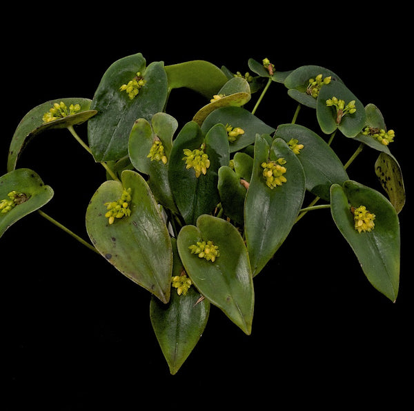 ORQUÍDEA PLEUROTHALLIS BUTHROS
