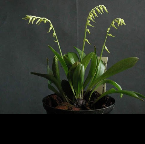 ORQUÍDEA PLEUROTHALLIS YUCATANENSIS