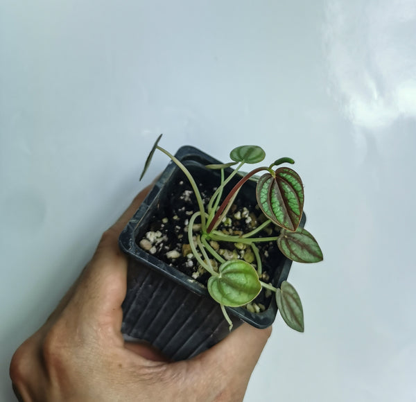 PEPERONIA CAPERATA