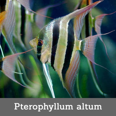 Pterophyllum altum Orinoco (W) 3.5 - 4 cm