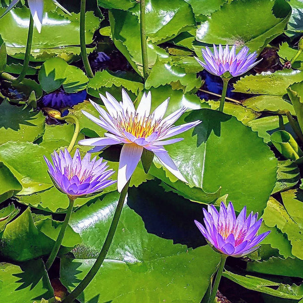 Nymphaea Stellata (bulbo)