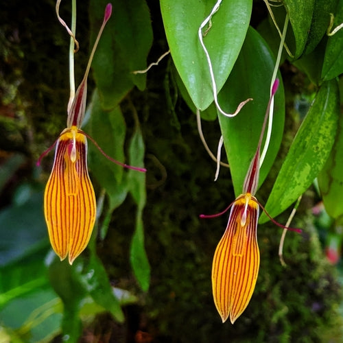 ORQUIDEA RESTREPIA DODSONII