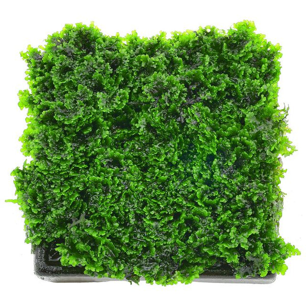 RICARDIA CHAMEDRYFOLIA