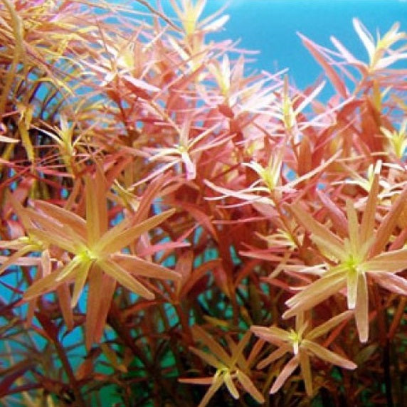 ROTALA ROTUNDIFOLIA H´RA