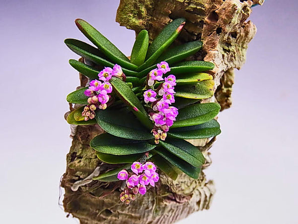 ORQUIDEA SCHOENORCHIS FRAGANS