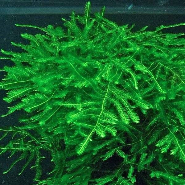 TAXIPHILLUM SP. SPIKY MOSS