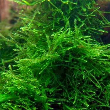 VESICULARIA BARBIERI