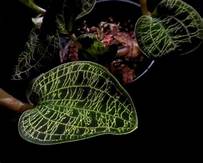 MACODES PETOLA "GOLD"