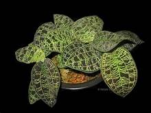 MACODES PETOLA "GOLD"