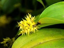 PLEUROTHALLIS RUSCIFOLIA