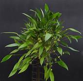 PLEUROTHALLIS RUSCIFOLIA