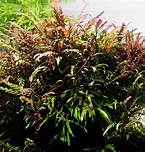 HYGROPHILA PINNATIFIDA IN VITRO