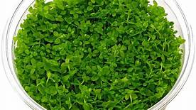 MICRANTHEMUN MICRANTHEMOIDES IN VITRO