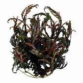 HYGROPHILA PINNATIFIDA IN VITRO