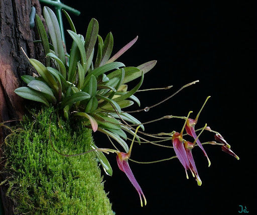 ORQUIDEA TRISETELLA ANDREETTAE