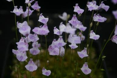 UTRICULARIA LIVIDA