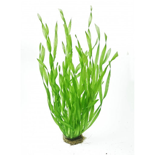 Vallisneria Retrospiralis