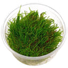 VERSICULARIA FERRIEI 'WEPING MOSS' IN VITRO