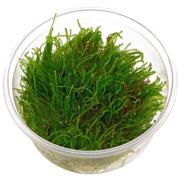 VERSICULARIA FERRIEI 'WEPING MOSS' IN VITRO