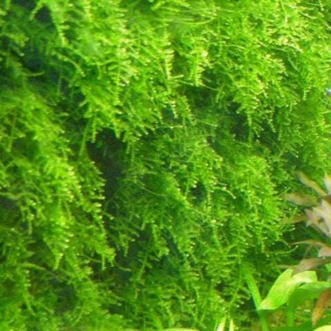 VESICULARIA MONTAGNEI