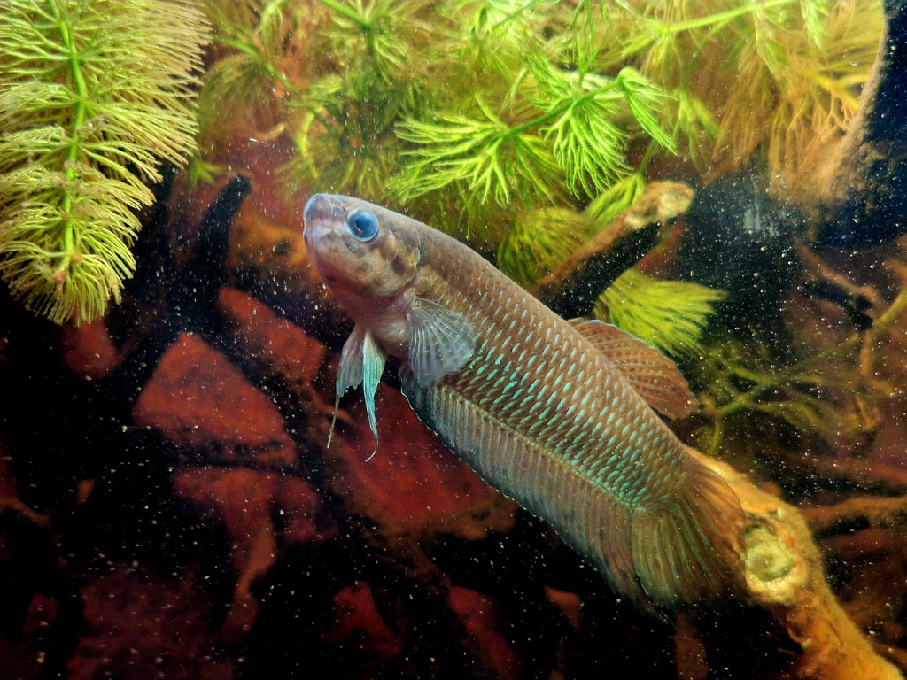 Retratos acuariofilos - Betta simorum, por Albert Querol