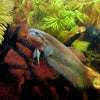 Retratos acuariofilos - Betta simorum, por Albert Querol