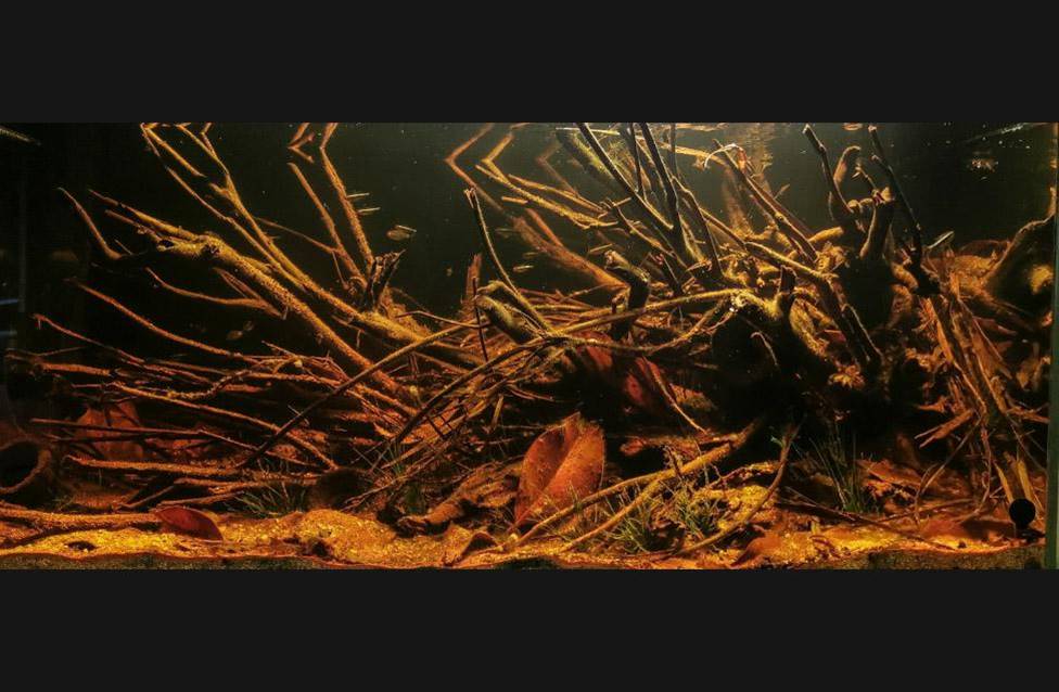 Biotopo Rio Taquari -Mato Grosso del sur-Brasil, en colaboración con Tai Strietman @biotopiatai