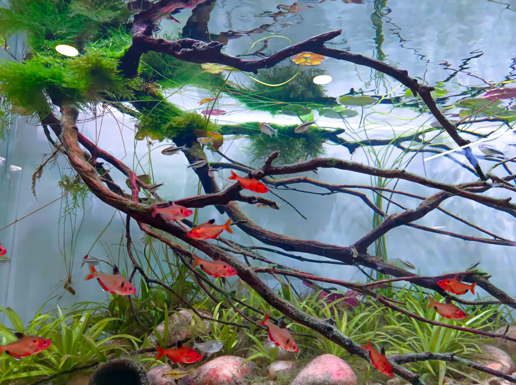 EL ACUARIO DE BIOTOPO