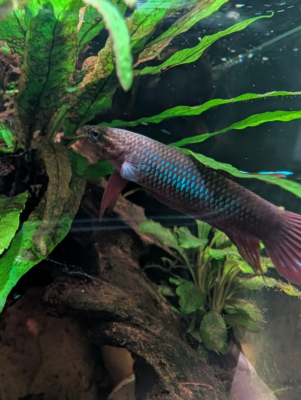 Retratos acuarofilos-Betta coccina,  Jambi, por Jose Cuiñas.