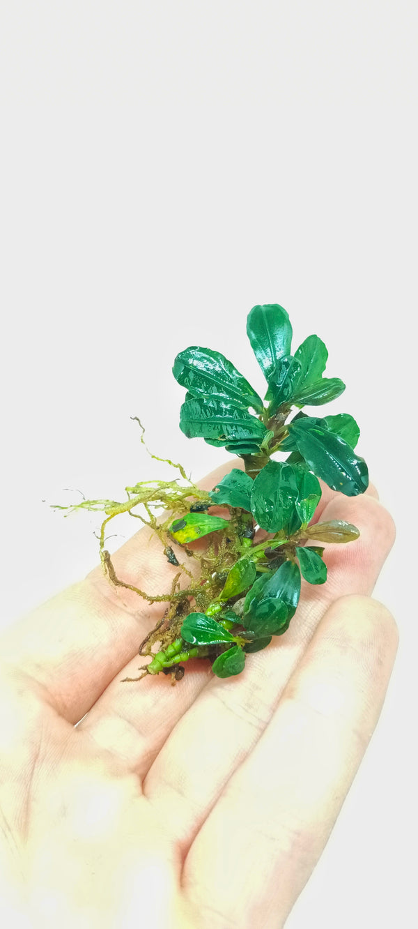 BUCEPHALANDRA LAMANDAU MINI