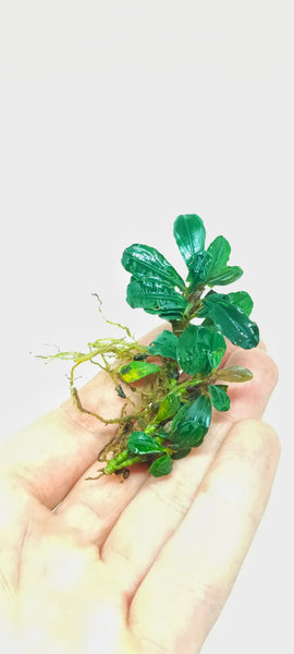 BUCEPHALANDRA LAMANDAU MINI