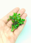 BUCEPHALANDRA MINI COIN