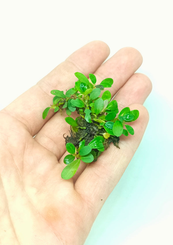 BUCEPHALANDRA MINI COIN