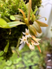 Orquidea Canpylocentrum sp. dwarf