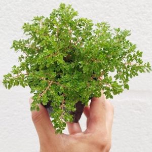 PILEA MICROPHYLLA