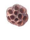 LOTUS POD