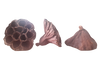 LOTUS POD