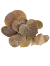 HOJAS CORACAO
