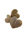 HOJAS CORACAO