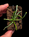 Orquidea Dendrophylax fawcettii