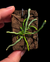 Orquidea Dendrophylax fawcettii