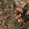 Hojas - Forest Floor Mix 5 ltr