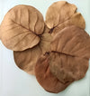 COCOLOBA UVIFERA