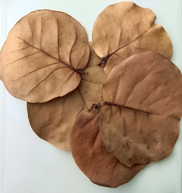 COCOLOBA UVIFERA