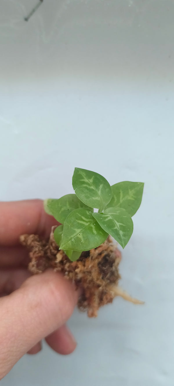 ORQUIDEA GOODYERA GROBENDAHLIANA
