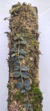 MICRECHITES SERPYLLIFOLIA