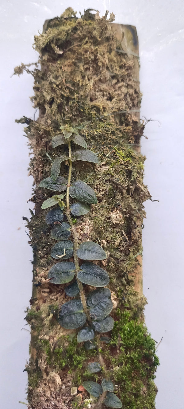 MICRECHITES SERPYLLIFOLIA