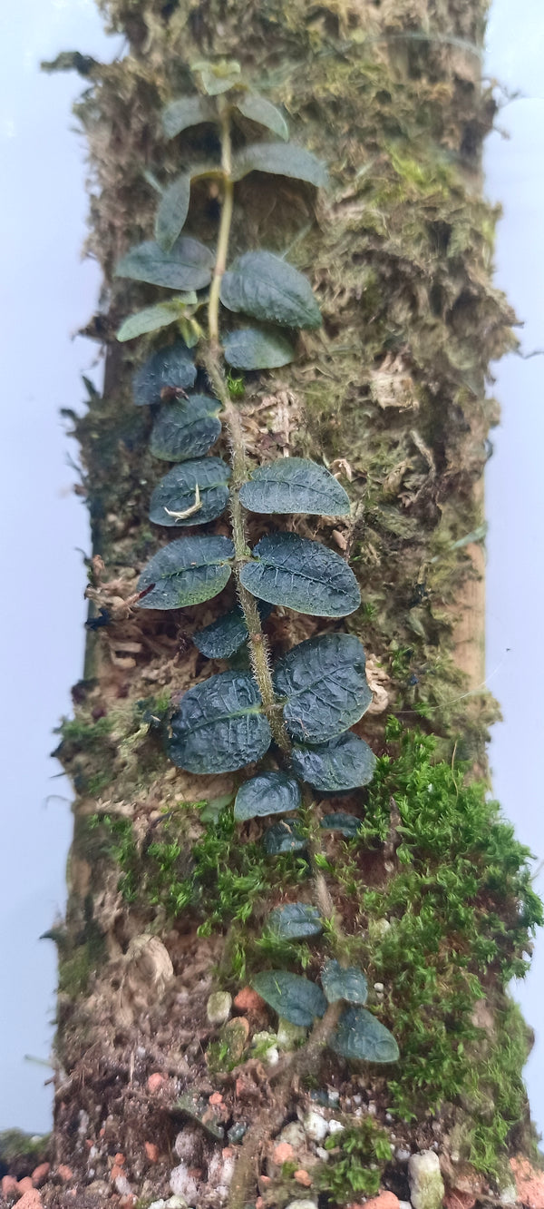 MICRECHITES SERPYLLIFOLIA